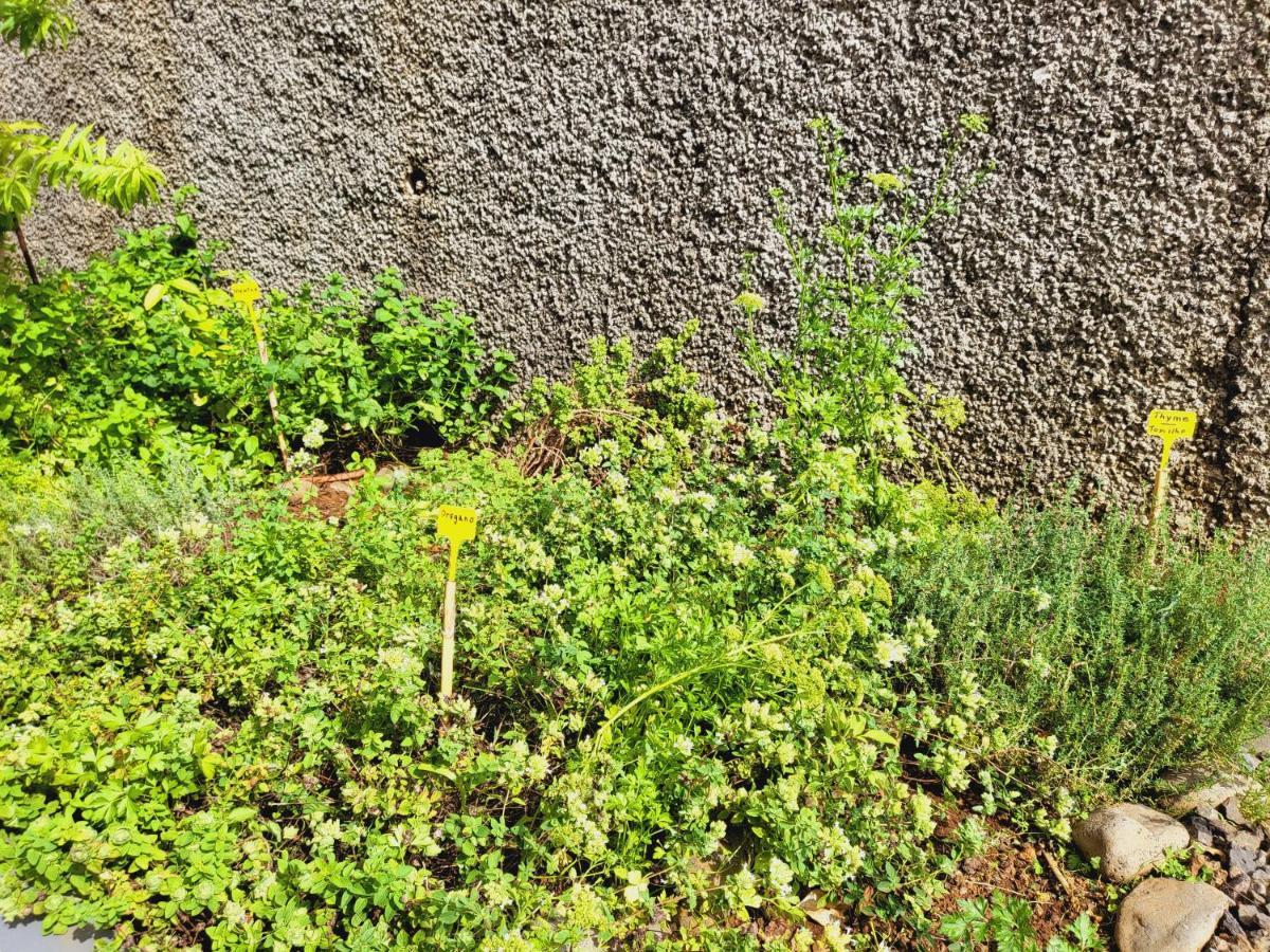 Villa Paradise Madeira Ocean View Fajã da Ovelha Eksteriør billede